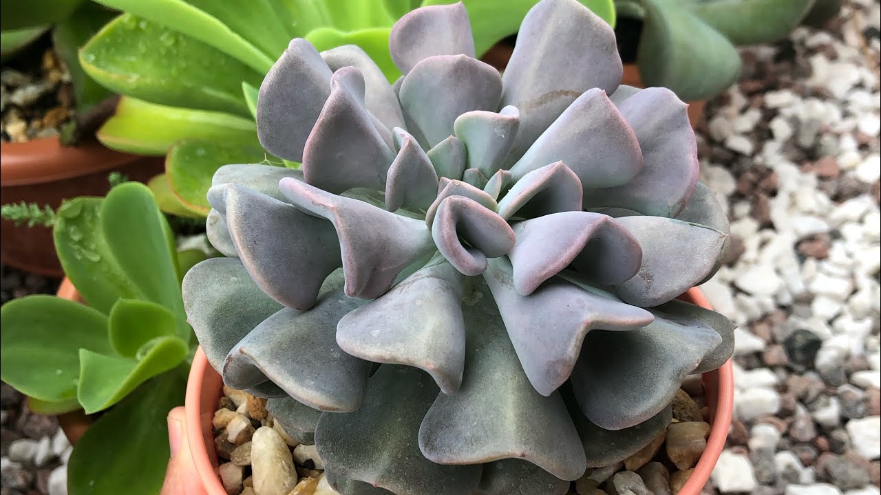 Dicas de cultivo de suculentas com pruína.