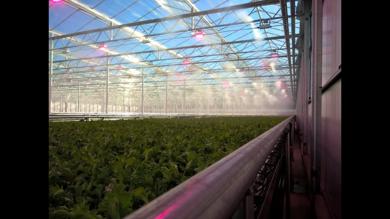 Fully automated growing system for baby leaf, teen leaf and small head lettuces.