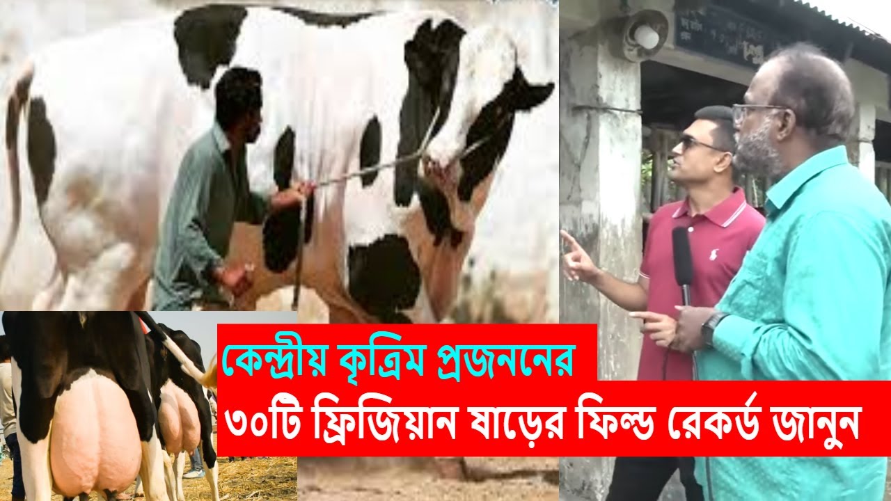 সিমেন দেওয়া সরকারী ৩০টি ফ্রিজিয়ান ষাড় | মা বোন দাদী ও নানীর ফিল্ড রেকর্ড | Frisian bulls Record