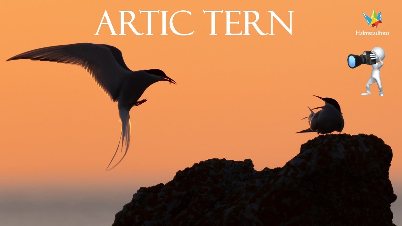WILDLIFE PHOTOGRAPHY - Bird photography on Sweden's most beautiful island, Fårö. Nikon Z9