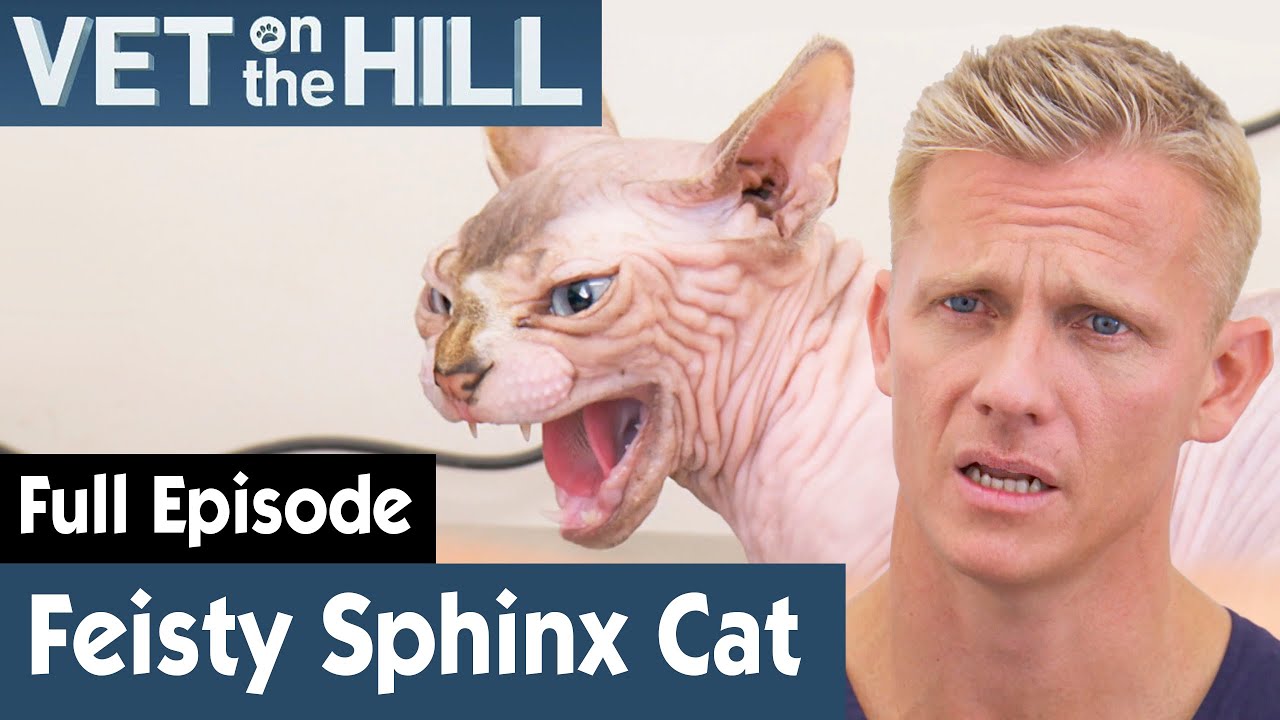 🐱 Hormones Driving Sphynx Cat Crazy! | FULL EPISODE | S02E07 | Vet On The Hill