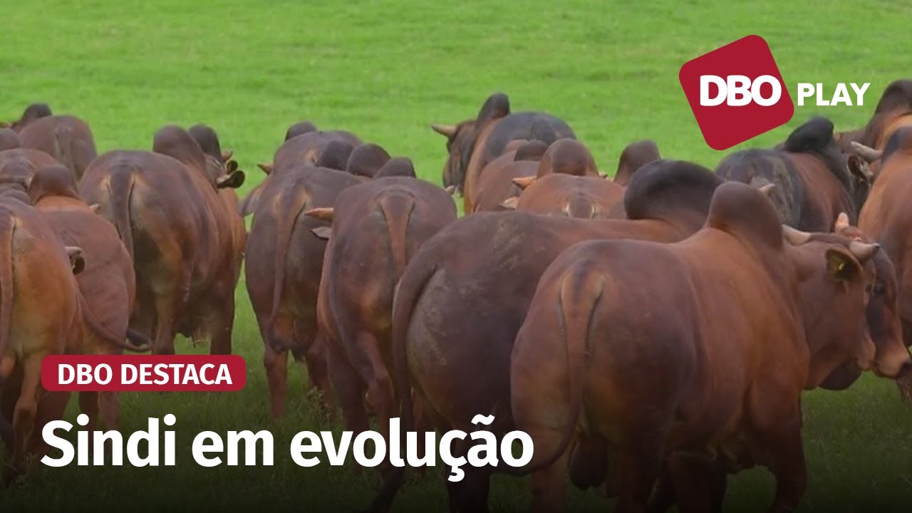 Sindi tem conquistado cada vez mais espaço entre os criadores brasileiros