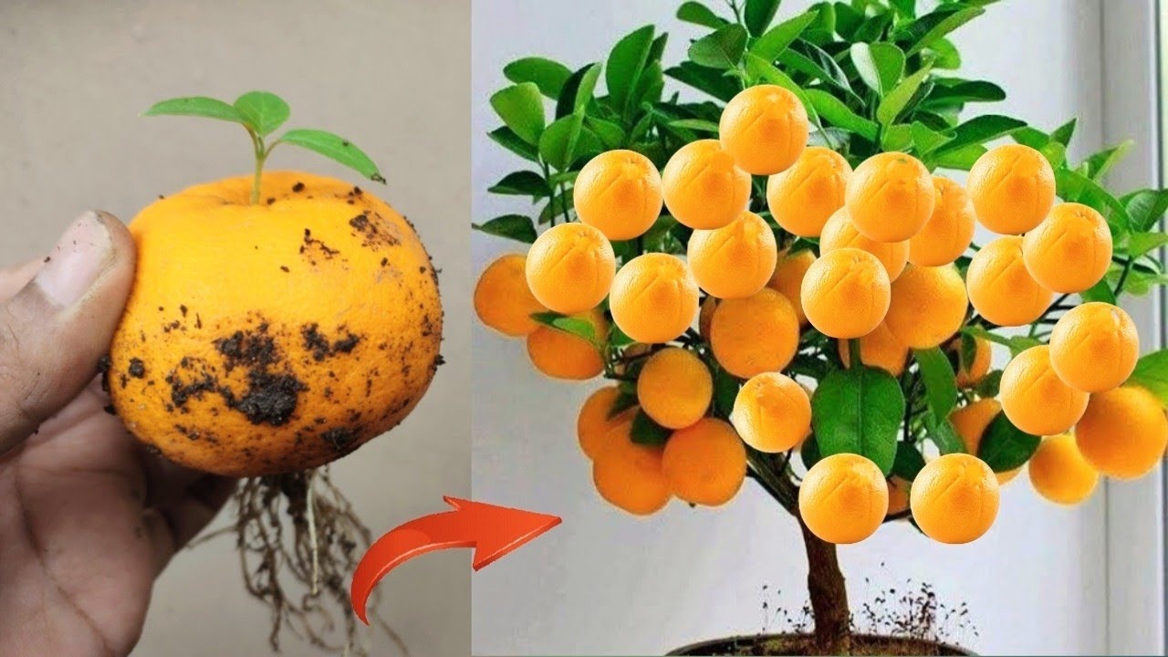 Best Technique grow Orange tree from orange fruit at home