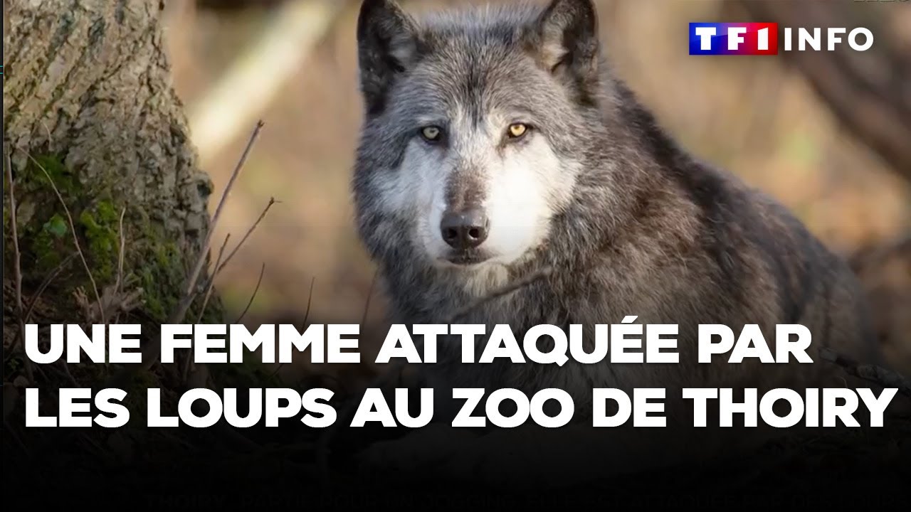 Une femme attaqu&eacute;e par les loups au zoo de Thoiry