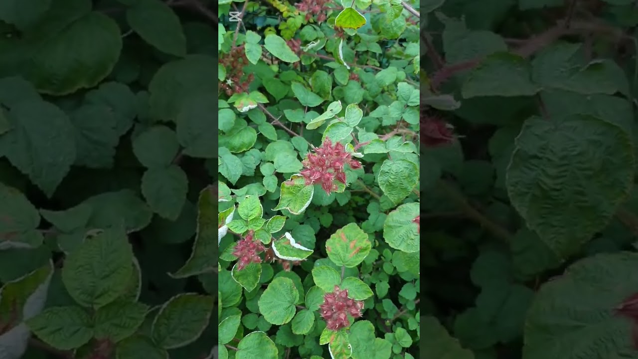 VLOG BRAVO Tuin