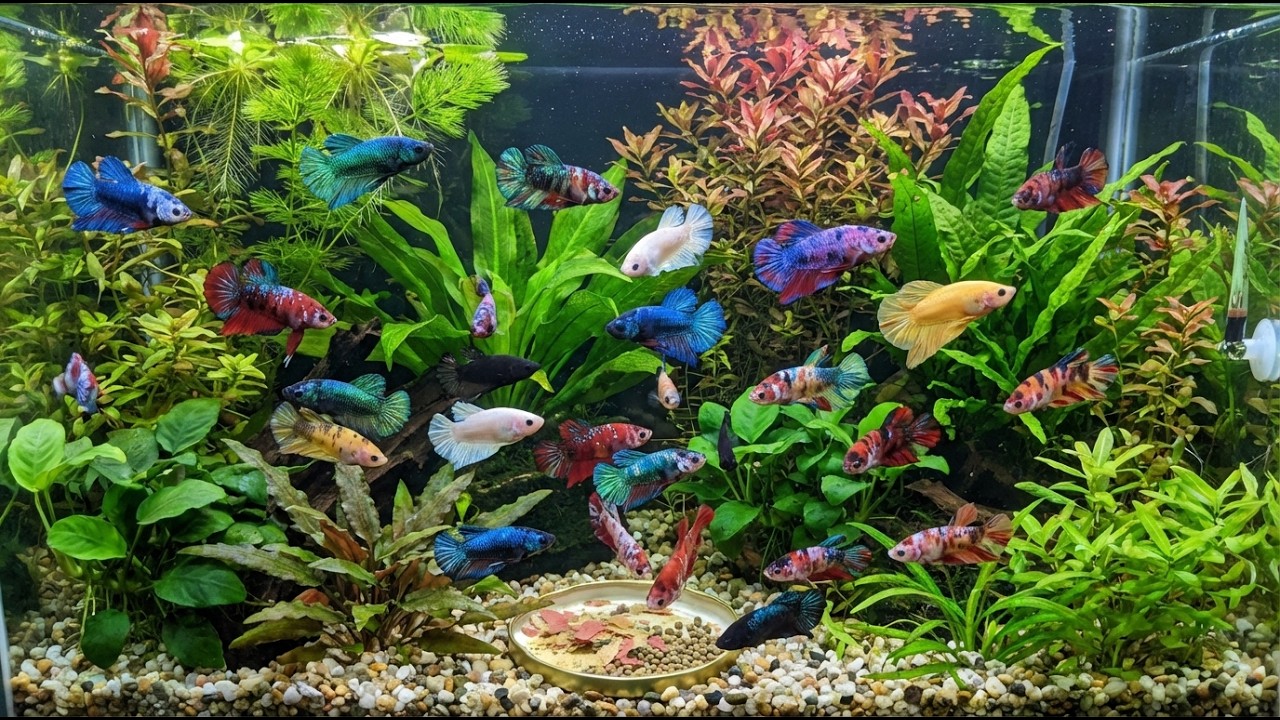 Top 10 Most Beautiful Betta Fish in the World | Stunning Colors & Rare Varieties #BettaFish #betta
