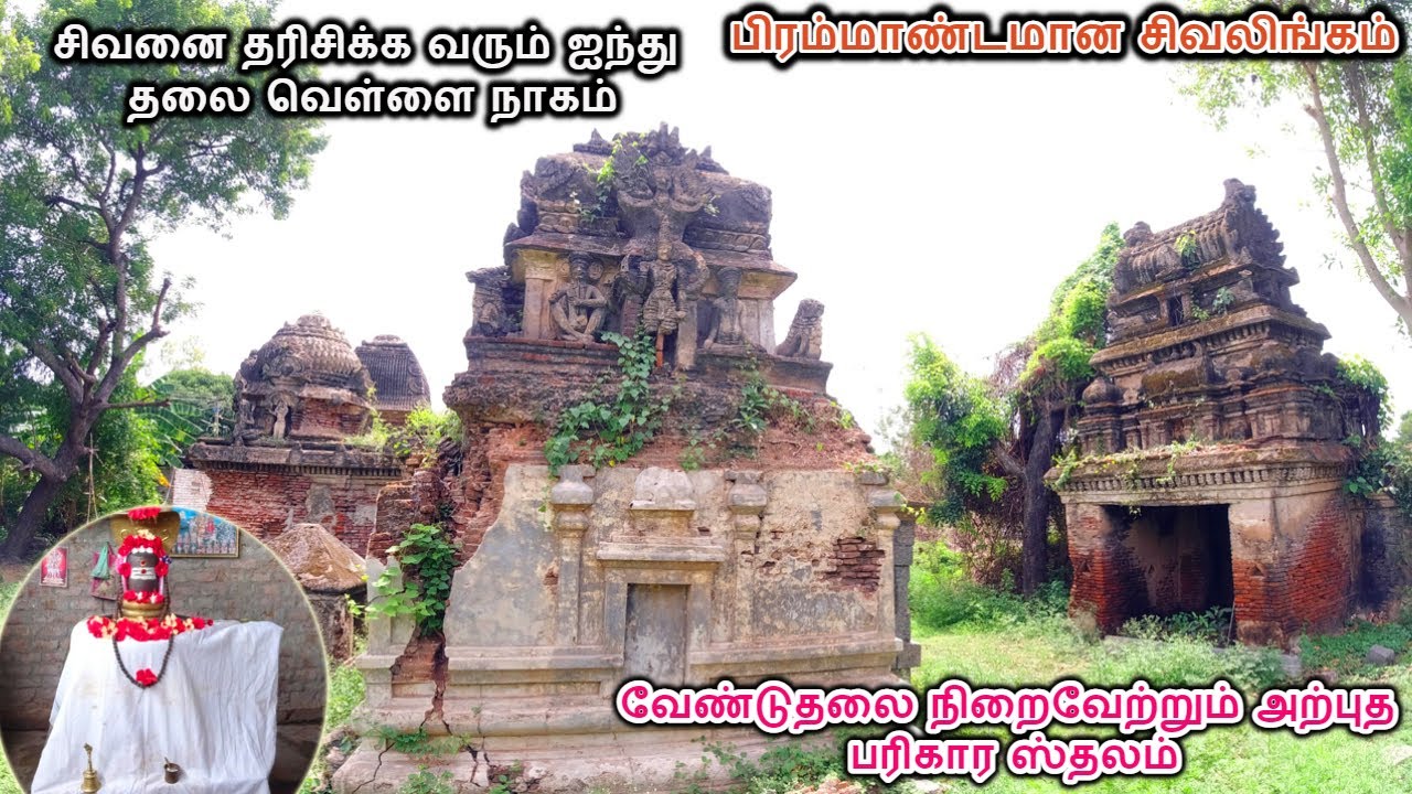 விழுப்புரத்தில் இன்றும் சிவனை தரிசிக்கும் 5 தலை வெள்ளை நாகம் | Kailasanathar Temple | Pathirapuliyur