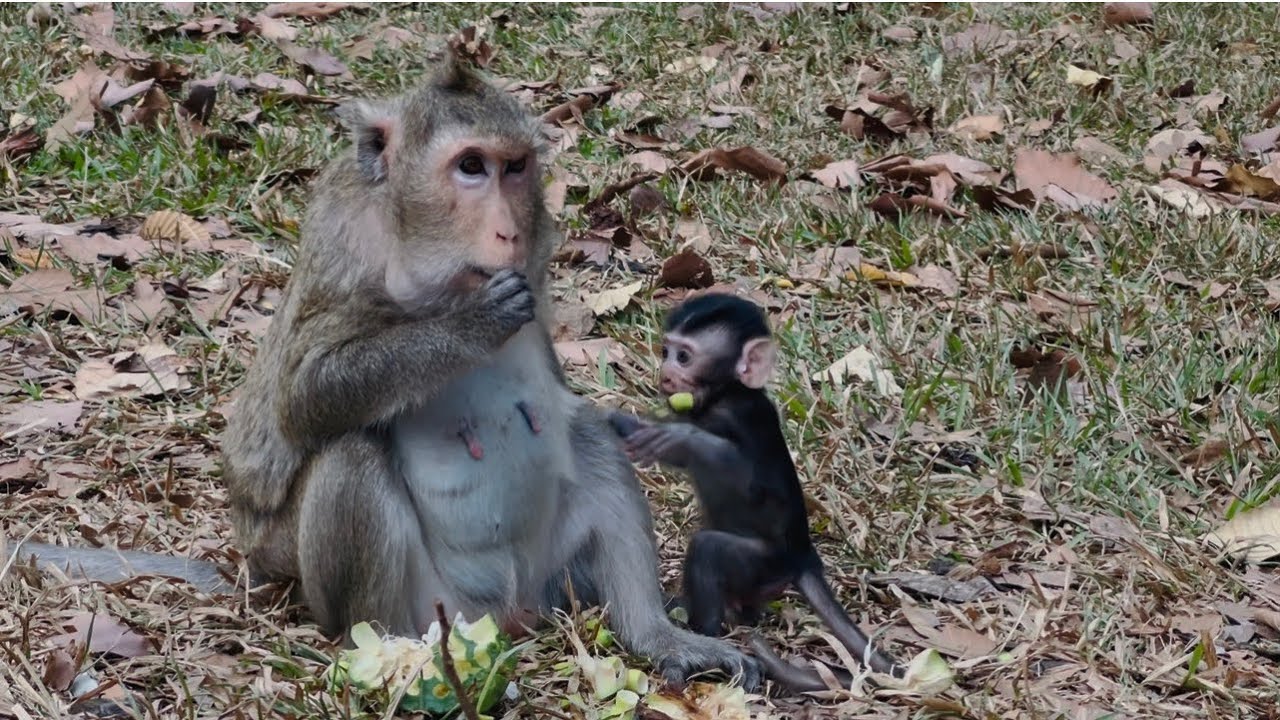 Monkey natural so lovely 🥰 
