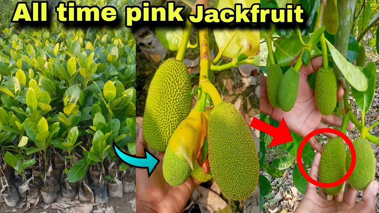 2024 new all time pink jackfruit plant // successful amazing furuting rejalt call ☎️7076744603