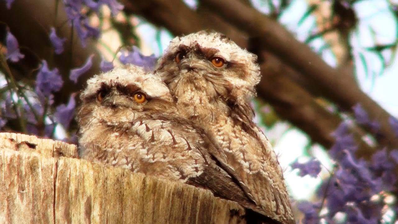 Adorable Tawny Frogmouth chicks leave their nest