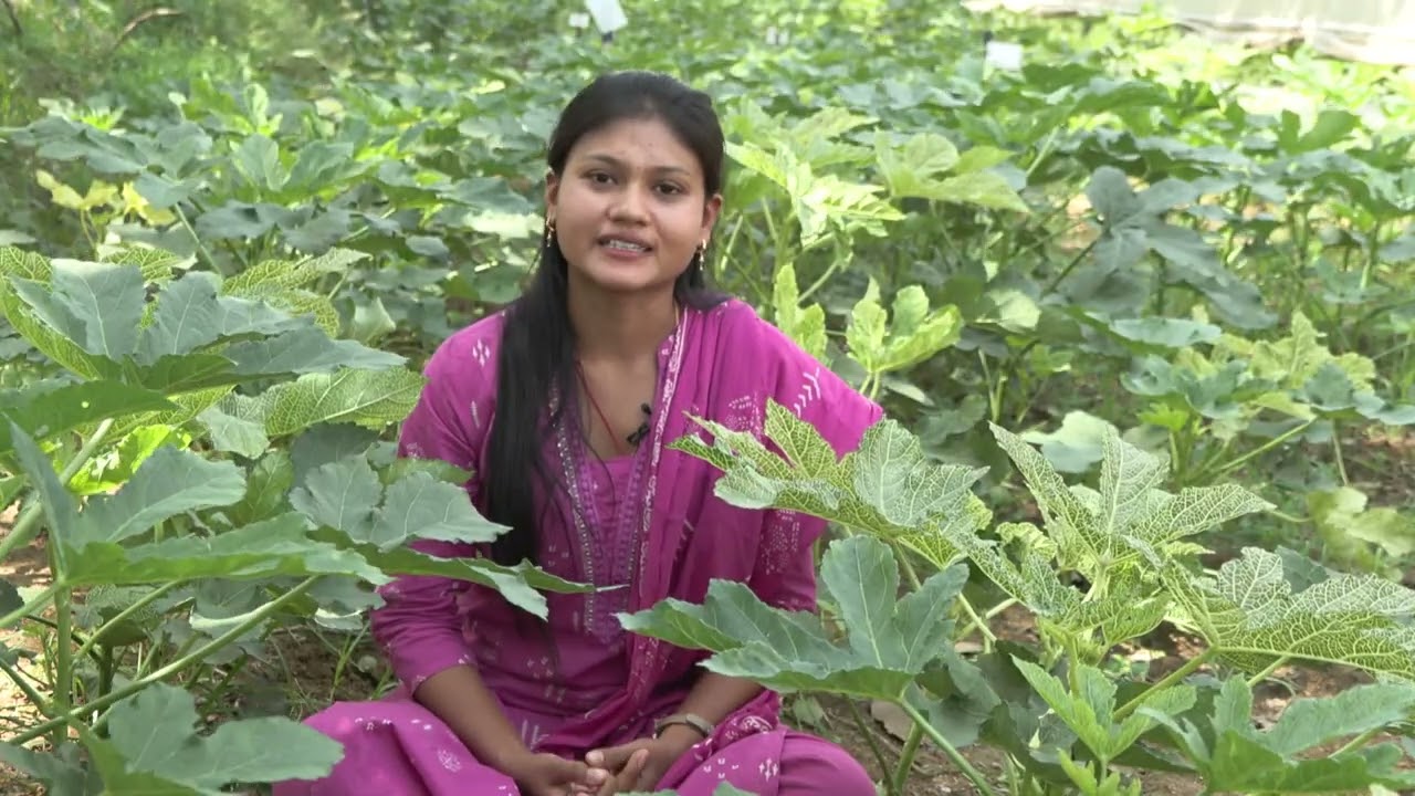 KRISHI DARSHAN :-  BHINDI KI VAIGYANIK  KHETI. 18.07.2025