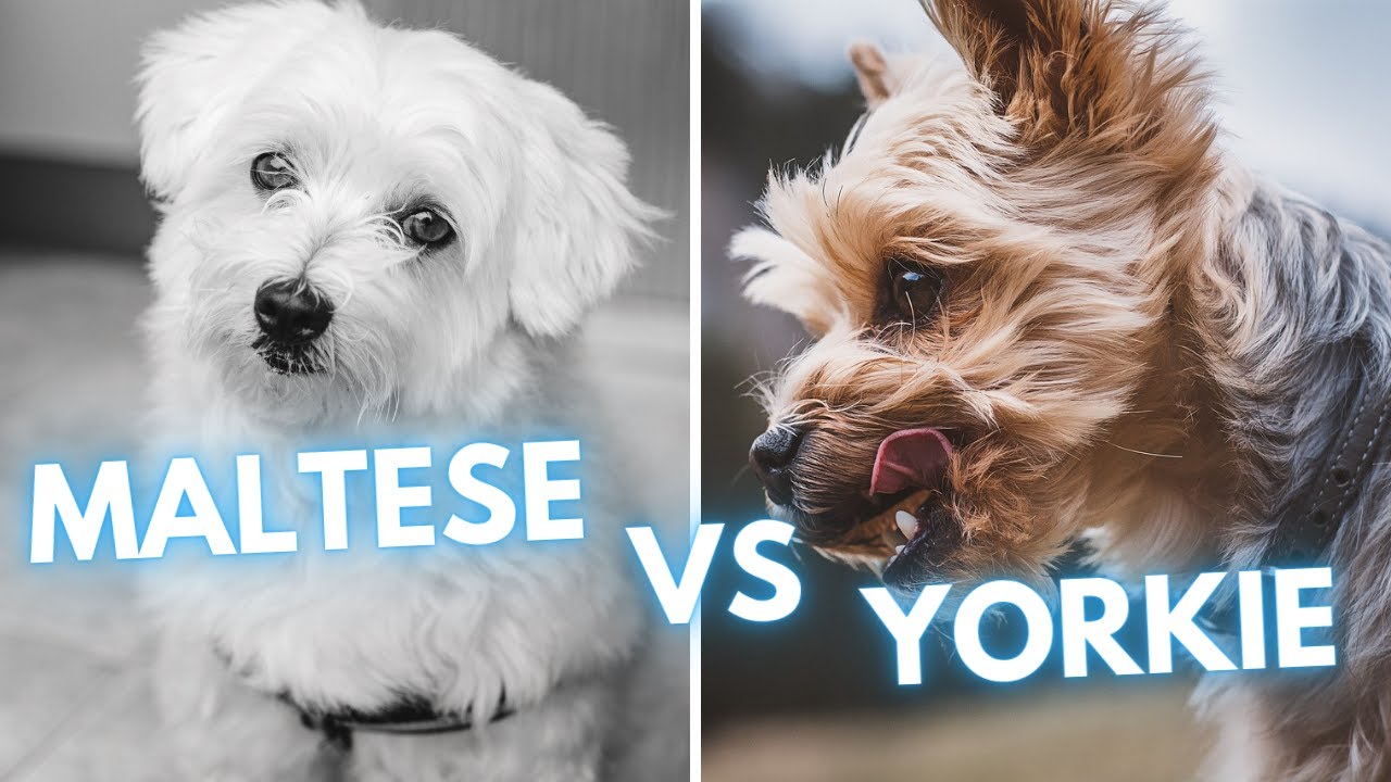 Maltese vs Yorkshire Terrier - Dog Breed Comparison