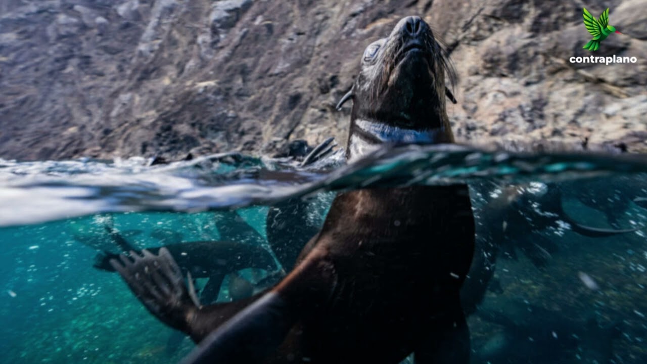 Hito para Chile: Se transforma en el tercer país del mundo en proteger más kilómetros de océano