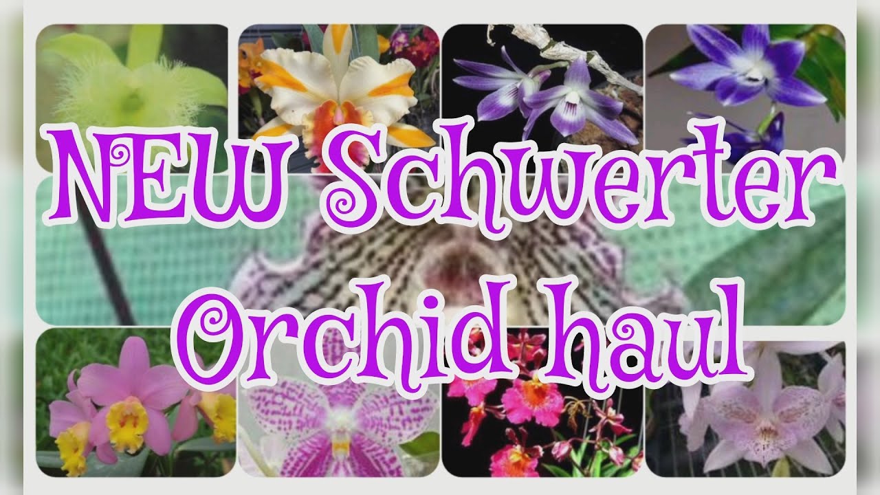 NEW Schwerter orchideen orchid haul unboxing video