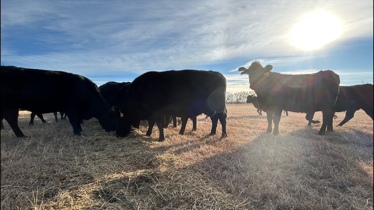 It’s Negative 25 🥶 wind chill, let’s feed!