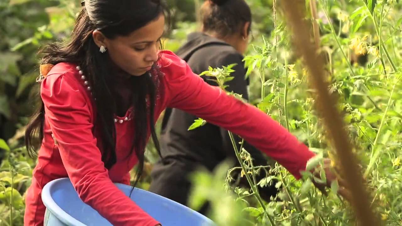 Ghiling Greenhouse 2014