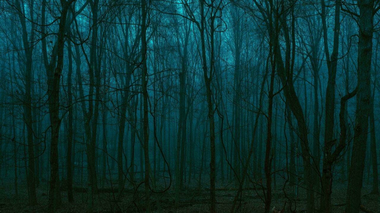 Serenade of the Night: Forest Ambience for Relaxation and Sleep