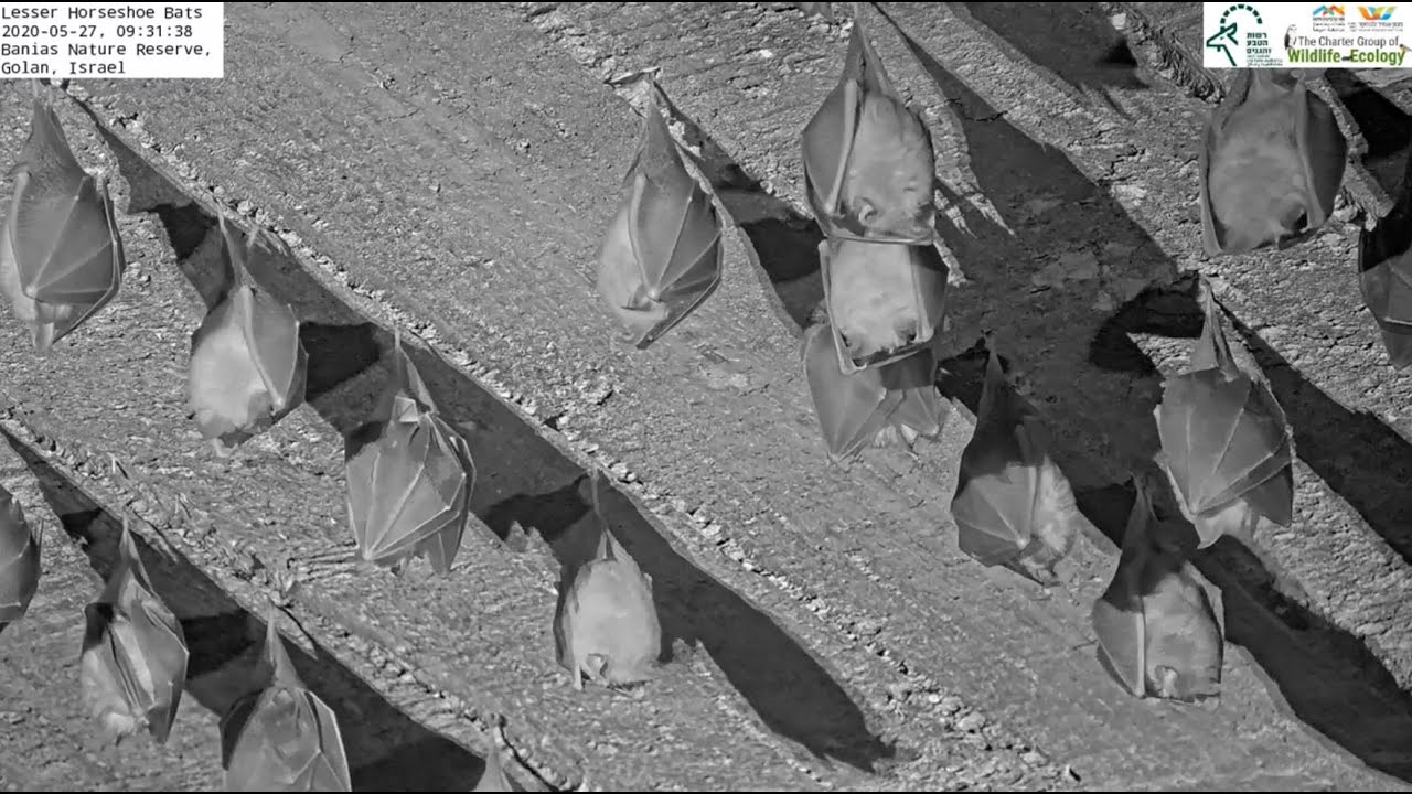 Wild Bat הפרסף הגמדי Cam | Israel Nature and Parks Authority|The Charter Group of Wildlife