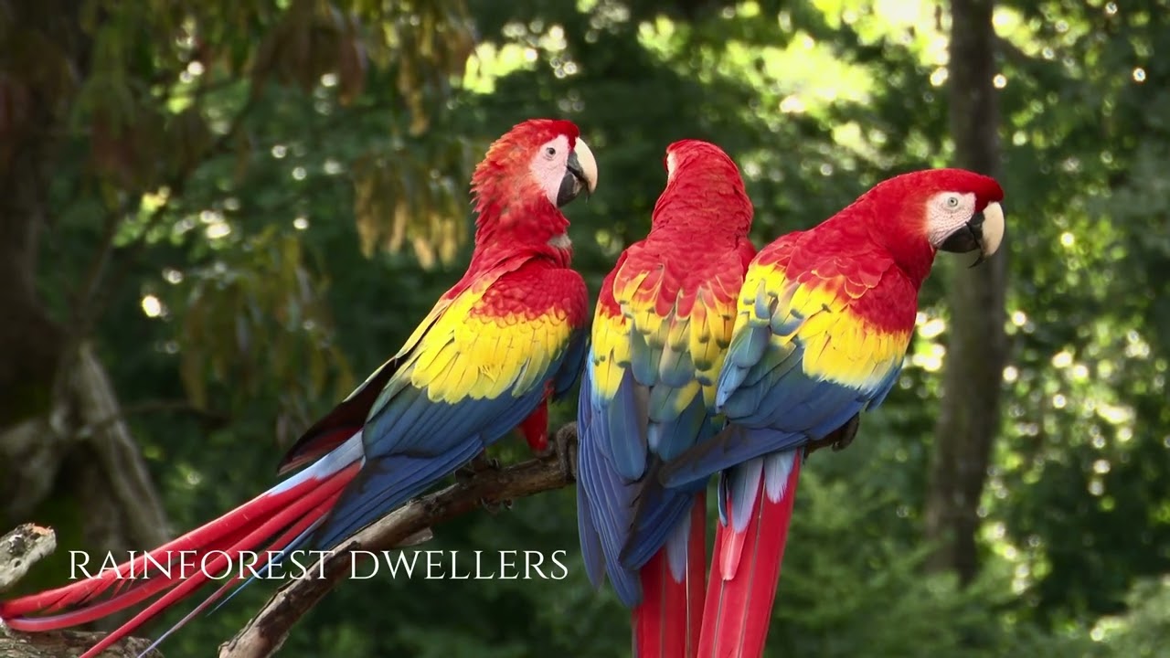 SLOW PACED BIRD VIDEO - RAIN FORREST