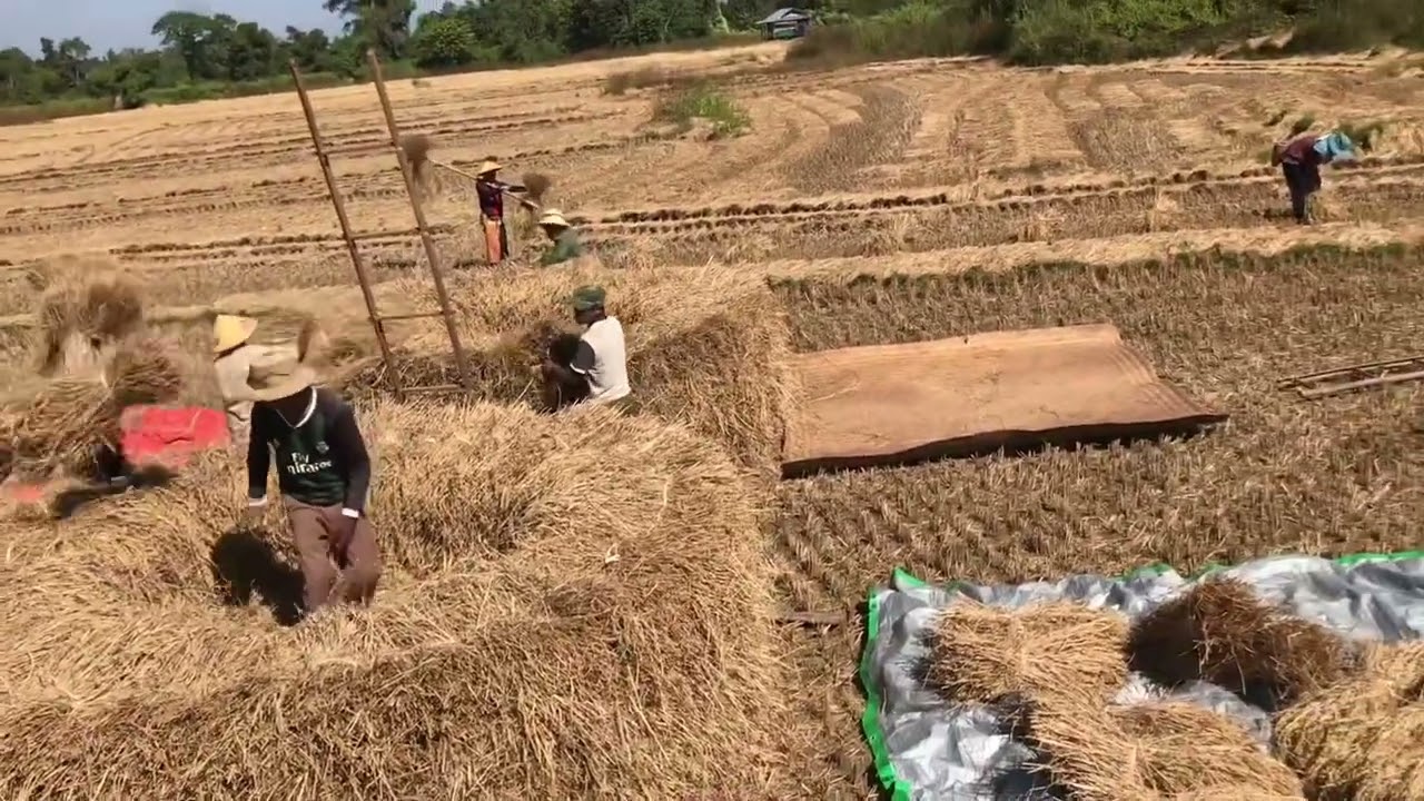 လၢႆးပုမ်ႇၶဝ်ႈပီႈၼွင်ႉမိူင်းတႆးပွတ်းၵၢင်
