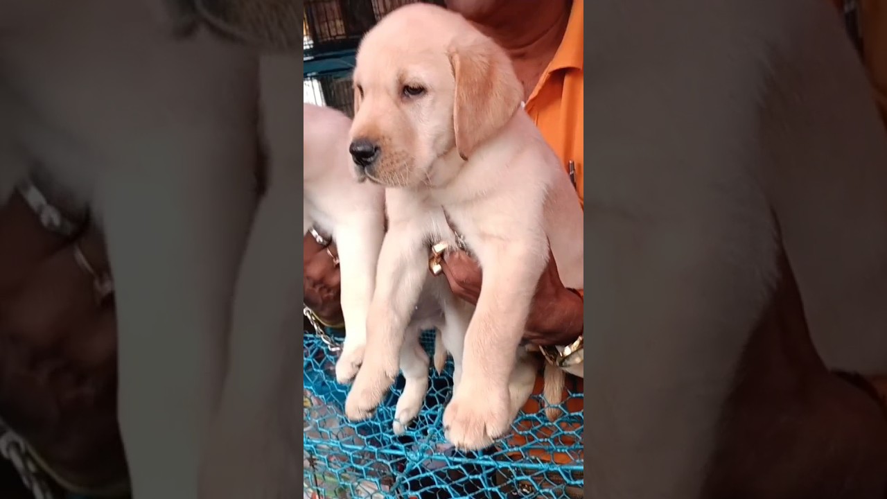 High quality Lab dog puppy for Rs 12K# Kolkata pet market # Galiff Street #Recent dog price update