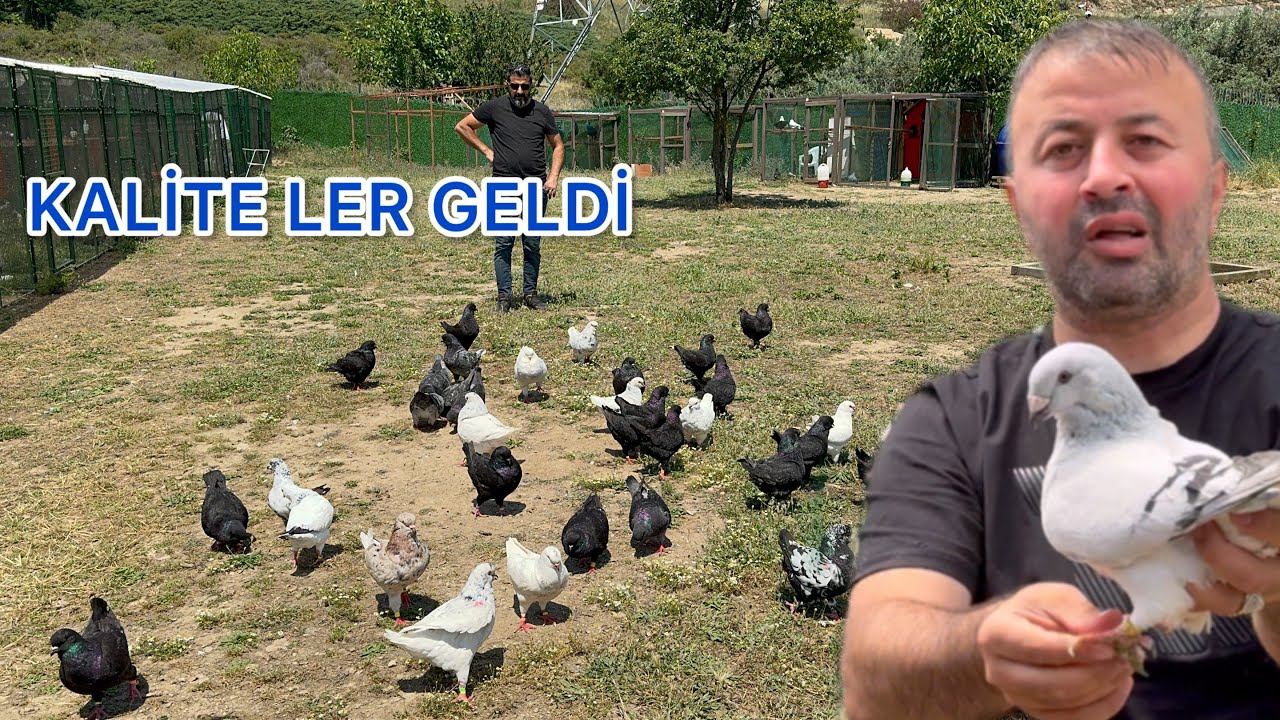 ROMANYA FRANSA ALMANYA PLAKALI GÜVERCİNLER GELDİ   BUZZZZ