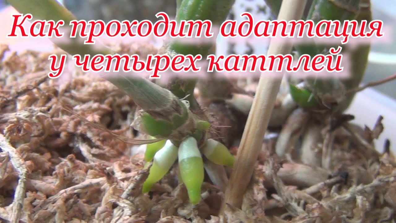 Адаптация 4 каттлей. 3 месяца спустя. Cattleya AMETISTOGLOSSA, DURIGAN, JENMANII, гибрид с PURPURATA