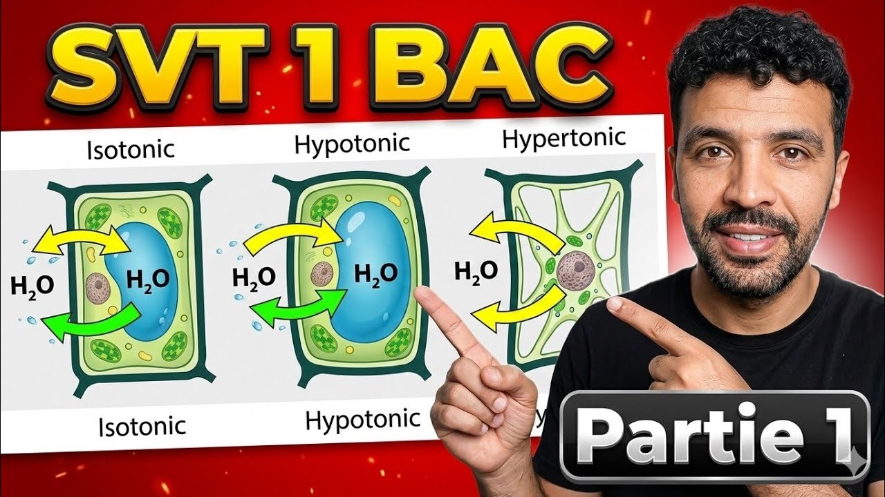 Production de la matière organique et flux d'énergie 1bac 🧠 PARTIE 1
