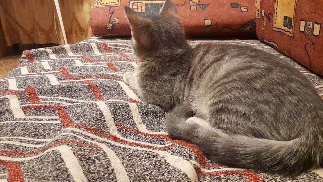 Cat it's sleeping 18 January 2025 