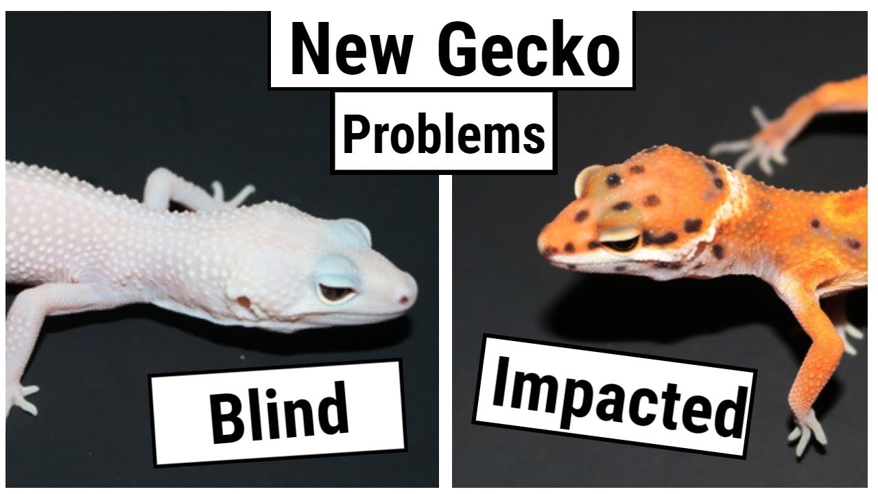 My new geckos are blind & impacted 😱