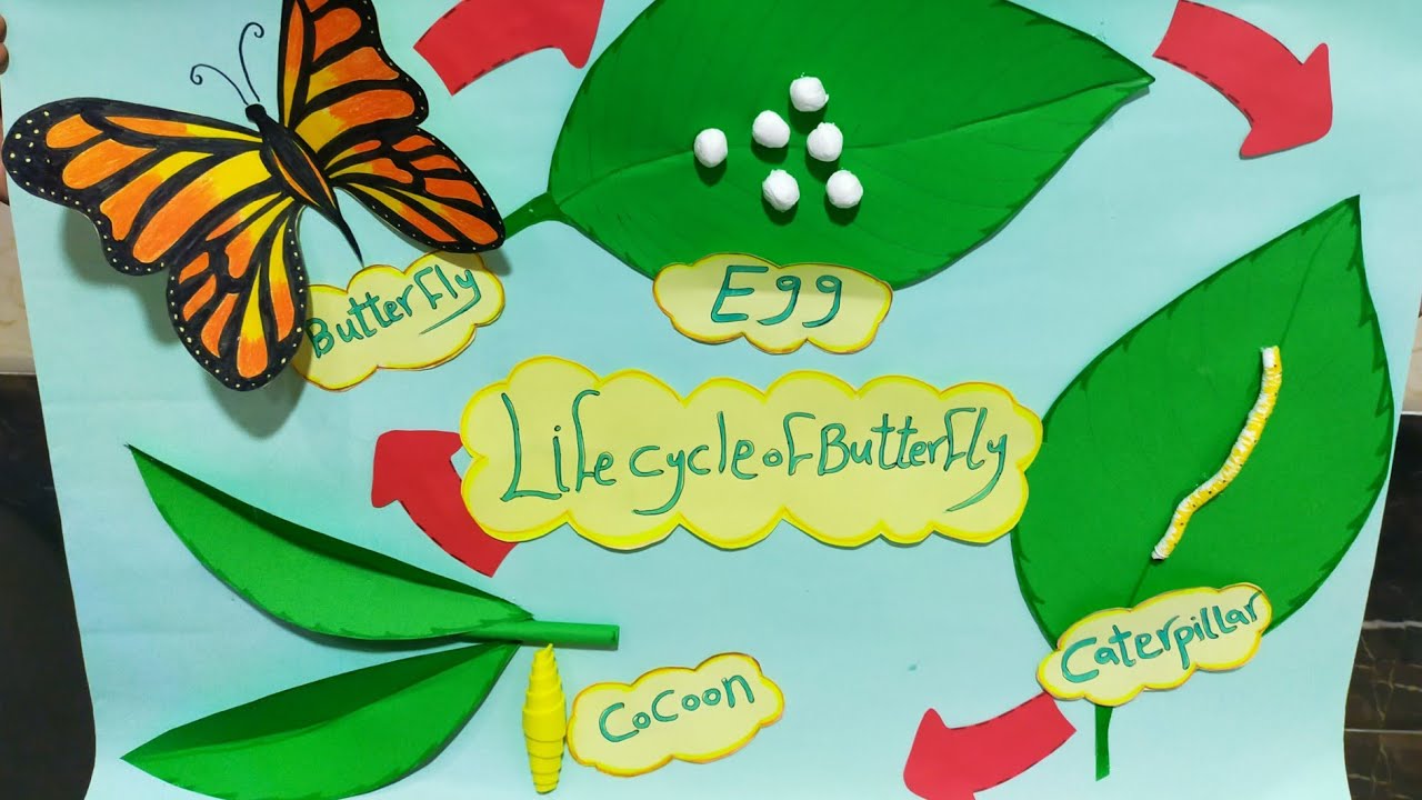 اسهل طريقة لعمل نشاط (دورة حياة الفراشة)🦋life cycle of butterfly