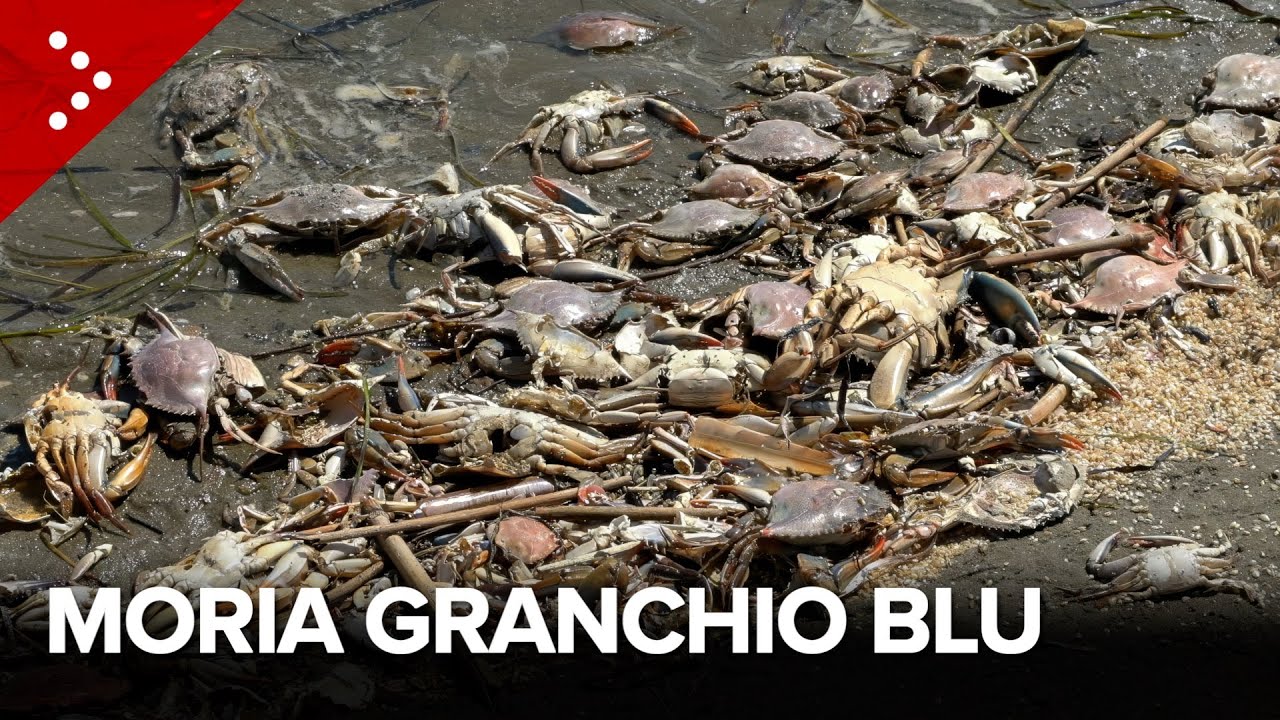 Granchio blu, moria sul Delta del Po: indagini sulle cause