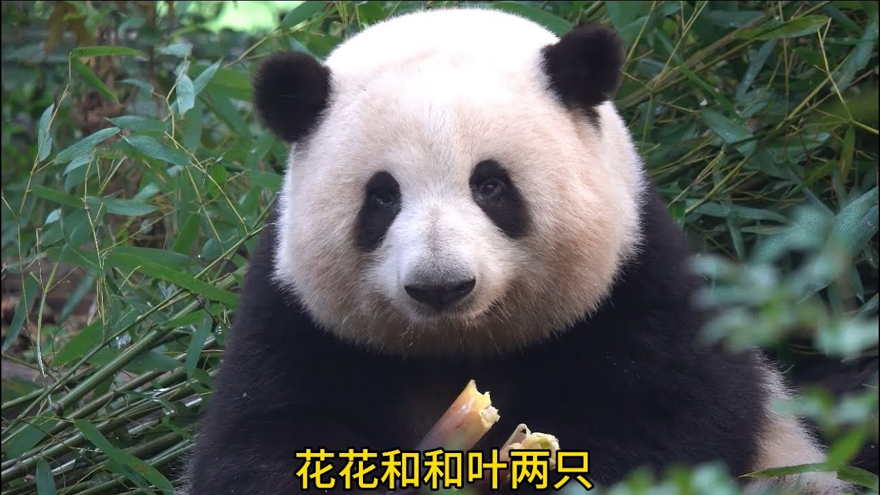 花花：小姐姐你啥听力啊！还好有叔叔阿姨帮我解释😂😂花花叶叶开心玩耍😂😂