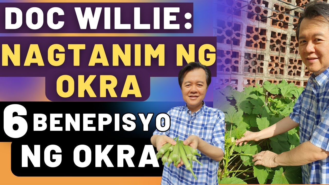 Doc Willie: Nagtanim ng Okra. Benepisyo ng Okra.