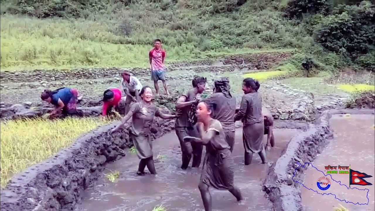 Dhan ropai nepali