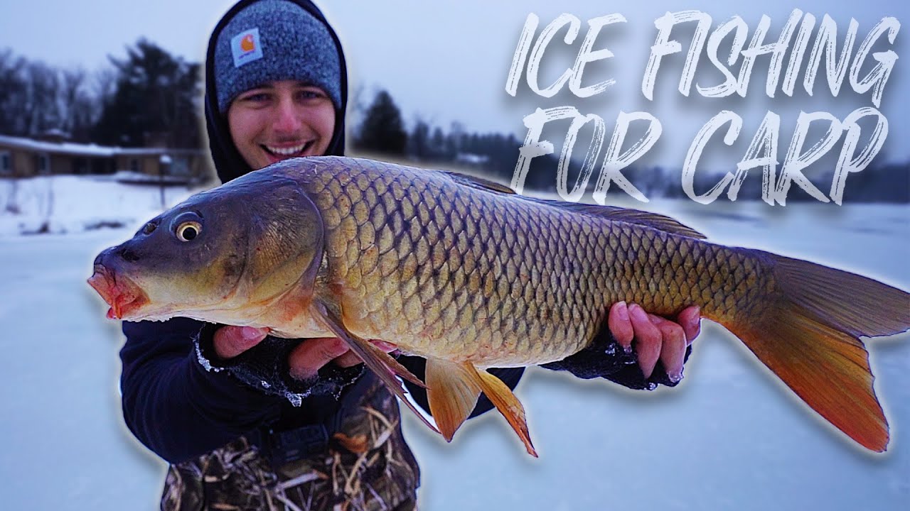 Ice Fishing for MEGA Common Carp