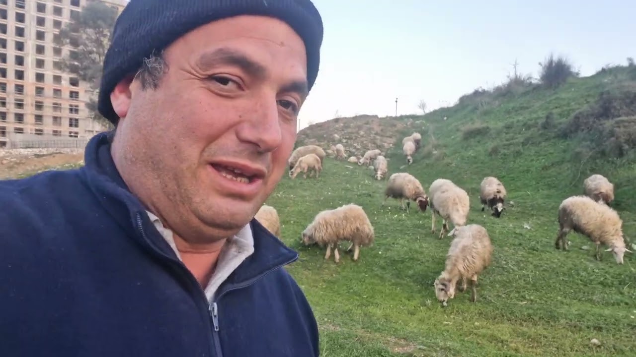 Çobanlığın zor ve bir okadarda  güzel yanı/köpeklerim tavuklarım