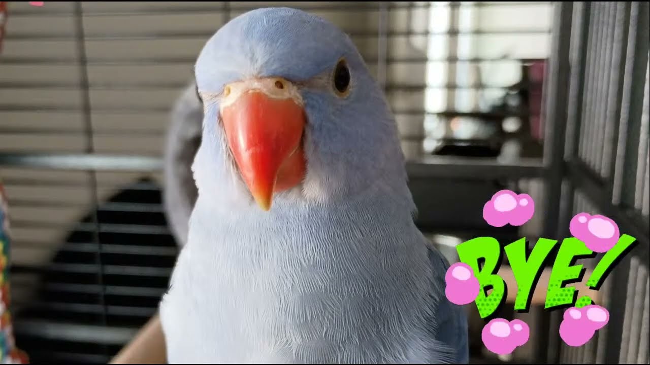 The Best of Peri the Ringneck