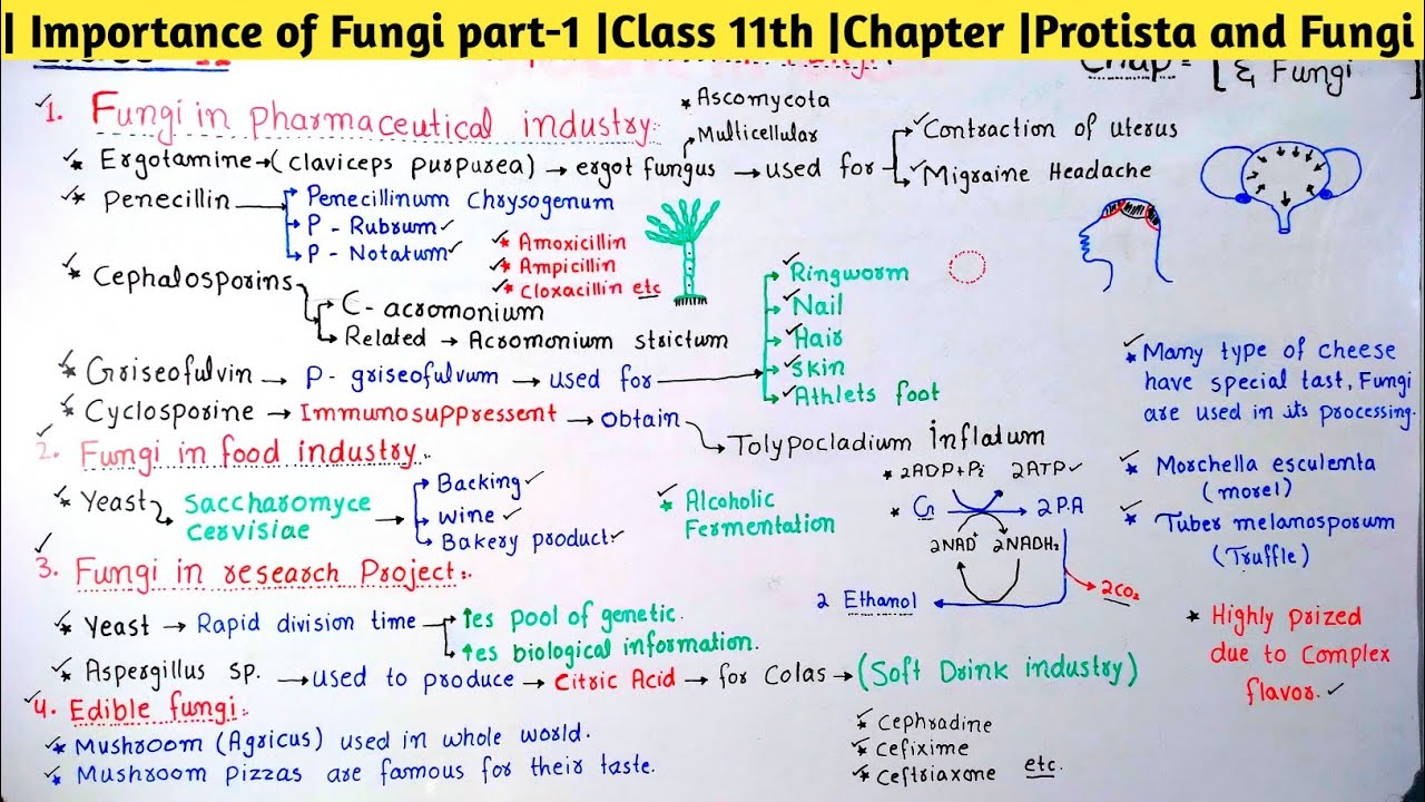 | Importance of Fungi part-1 |Class 11th |Chapter |Protista and Fungi 