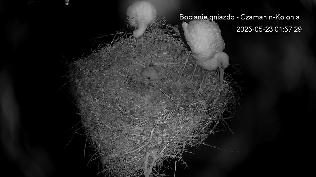 Gmina Topólka – transmisja na żywo