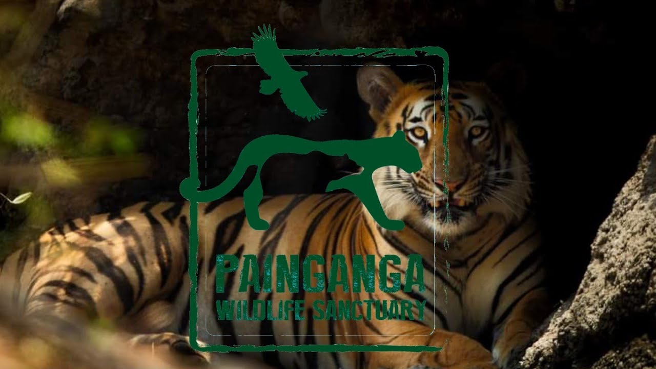 painganga wildlife sanctuary | Tiger | PNG-1| Johnny | Johnny tiger