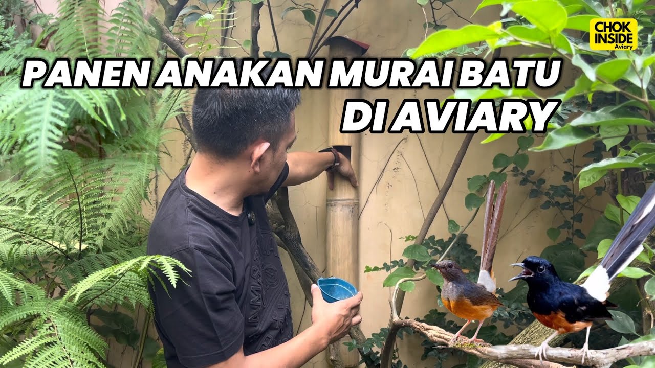 PANEN ANAKAN MURAI BATU DI AVIARY | Episode 84
