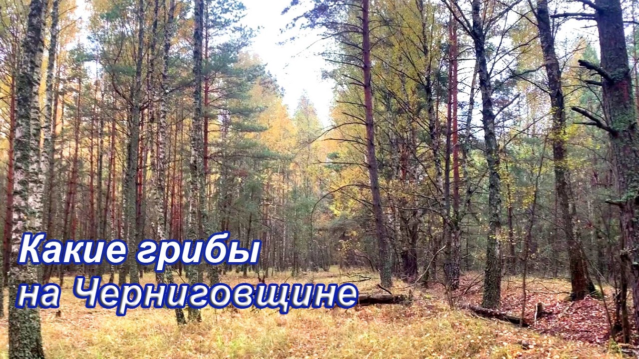 Страшная находка! Теперь боюсь ходить в лес одна. Черниговщина. Украина