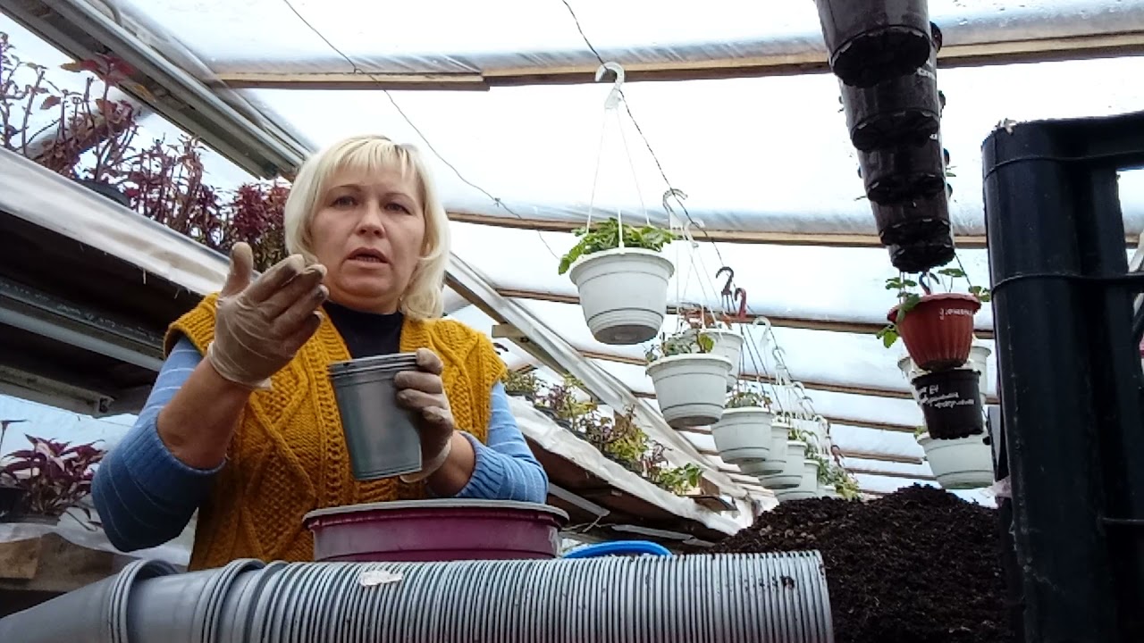 гиацинт к 8 марта. Поболтаем🤗