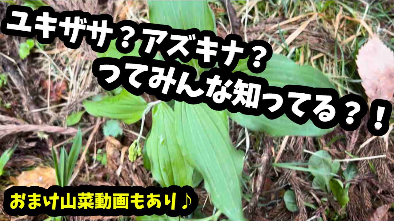 視聴者さんにコメントいただいたユキザサ探しに行ってきました！