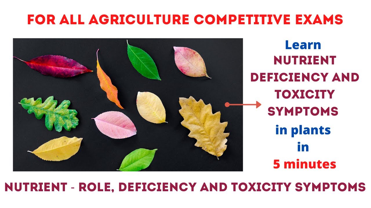 Mineral Nutrition | Nutrient Deficiencies and symptoms | Toxicity symptoms| Role in plants |