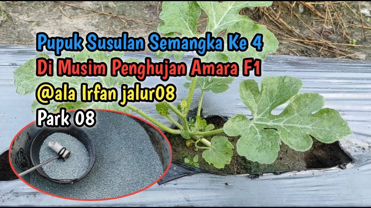 Pupuk Susulan Semangka Ke 4 Di Musim Penghujan Amara F1 @ala Irfan jalur08 Agar Tumbuh Subur & Sehat