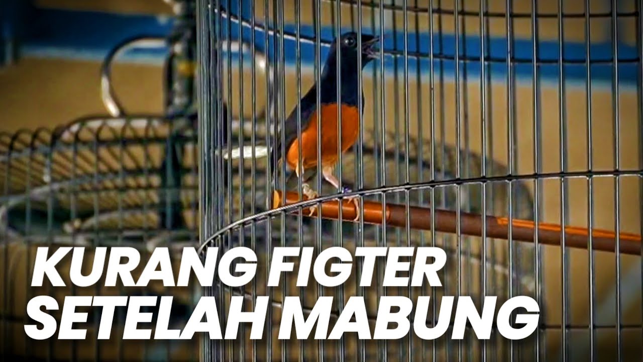 YANG BIKIN PUSING‼️MASALAH KURANG FIGHTER SETELAH MABUNG