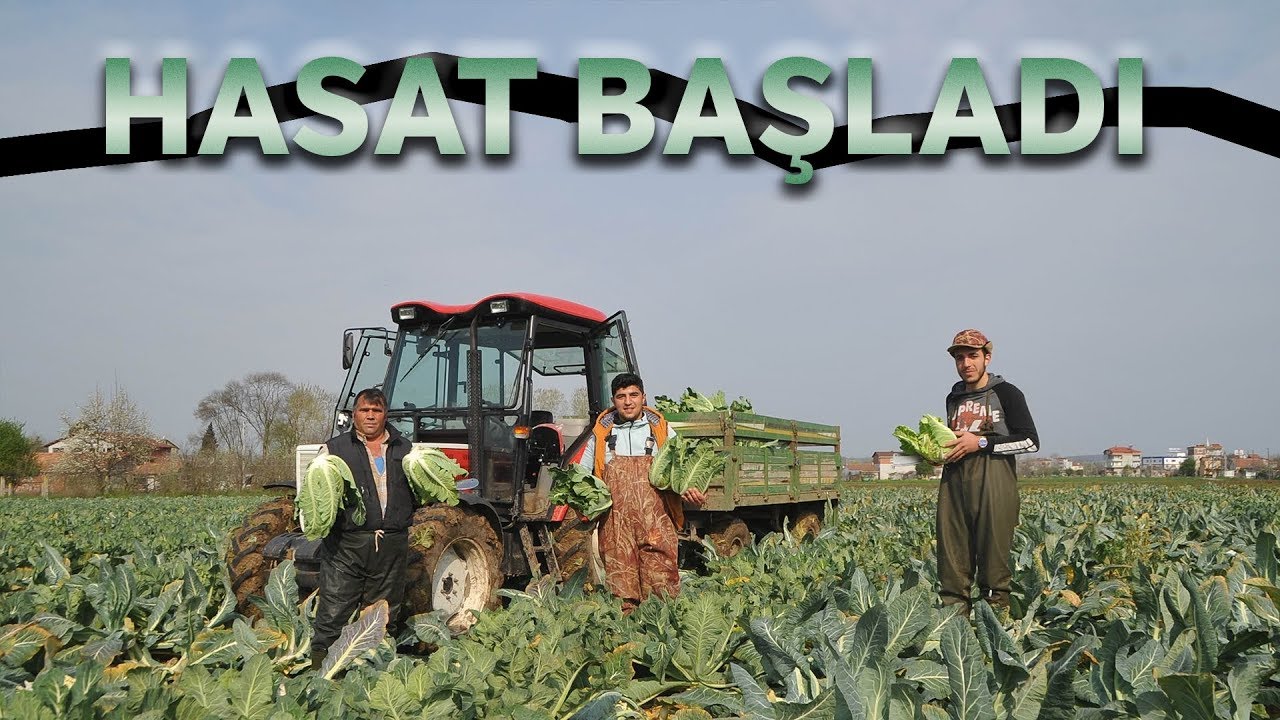 Bafra Ovası'nda Karnabahar Hasadı Başladı