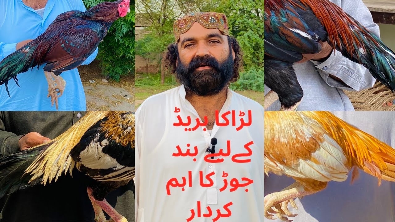 میدان والی بریڈ بنانے کے لیے بند جوڑ کیوں ضروری ہے